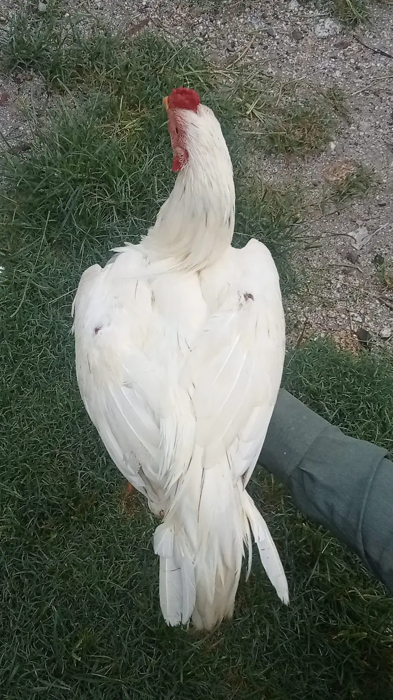 WHITE HERA ASEEL FOR SALE — photo 5