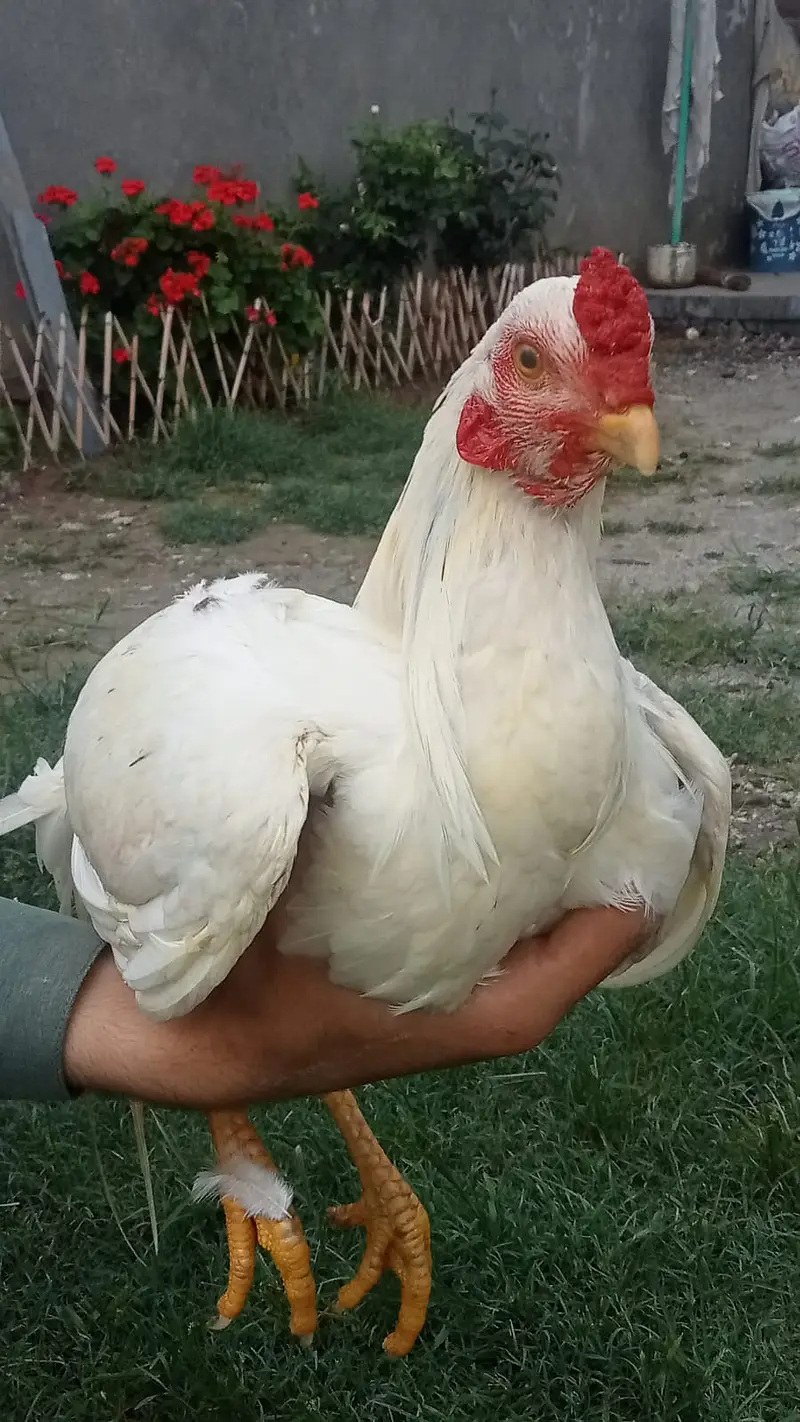 WHITE HERA ASEEL FOR SALE — photo 6