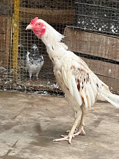 1 male 3 female available For Sale