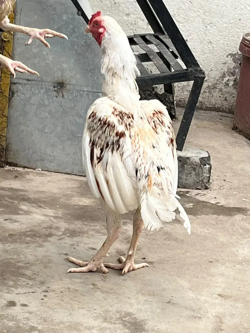 1 male 3 female available For Sale — photo 2