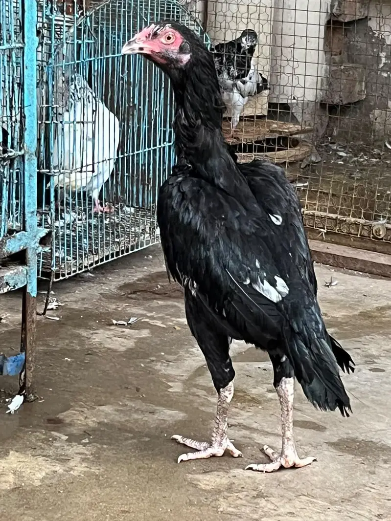 1 male 3 female available For Sale — photo 3