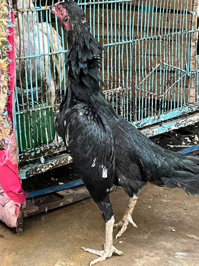 1 male 3 female available For Sale — photo 4