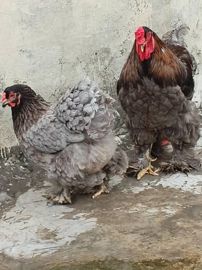 black silki , blue brahma