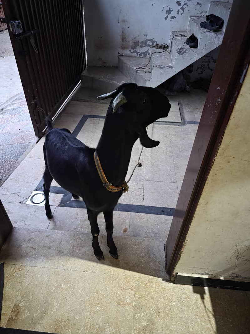 bakri 0