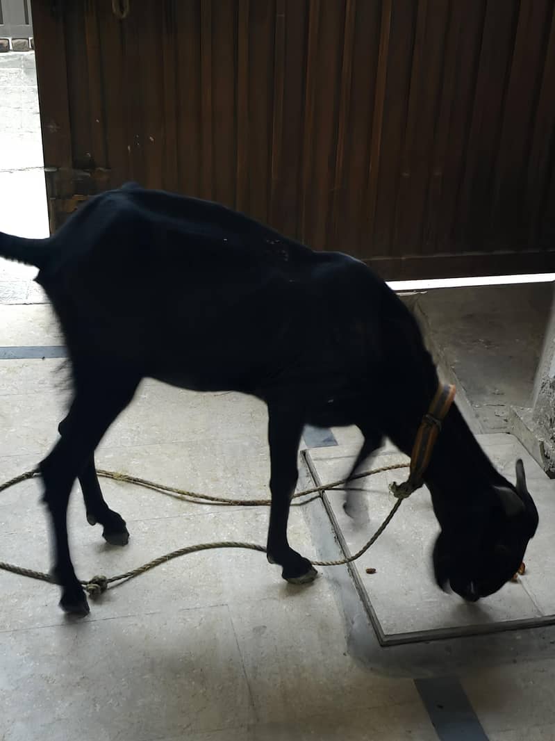 bakri 1