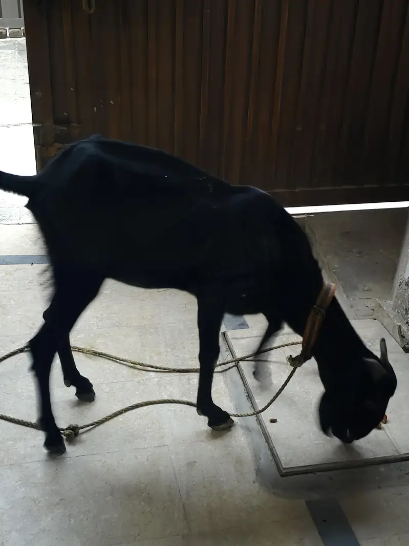 bakri — photo 2