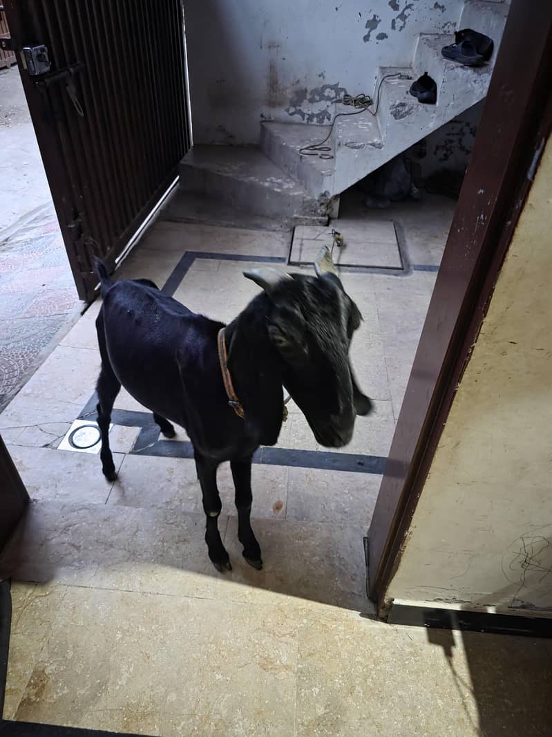 bakri 2