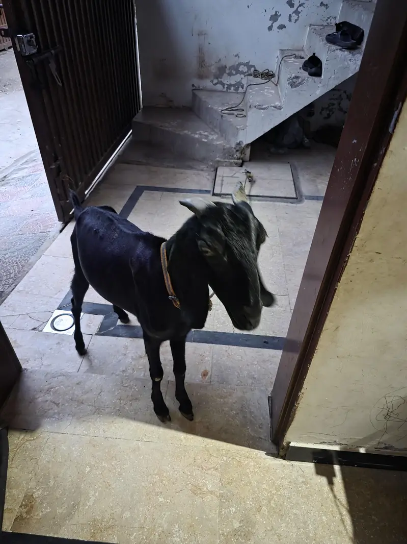 bakri — photo 3