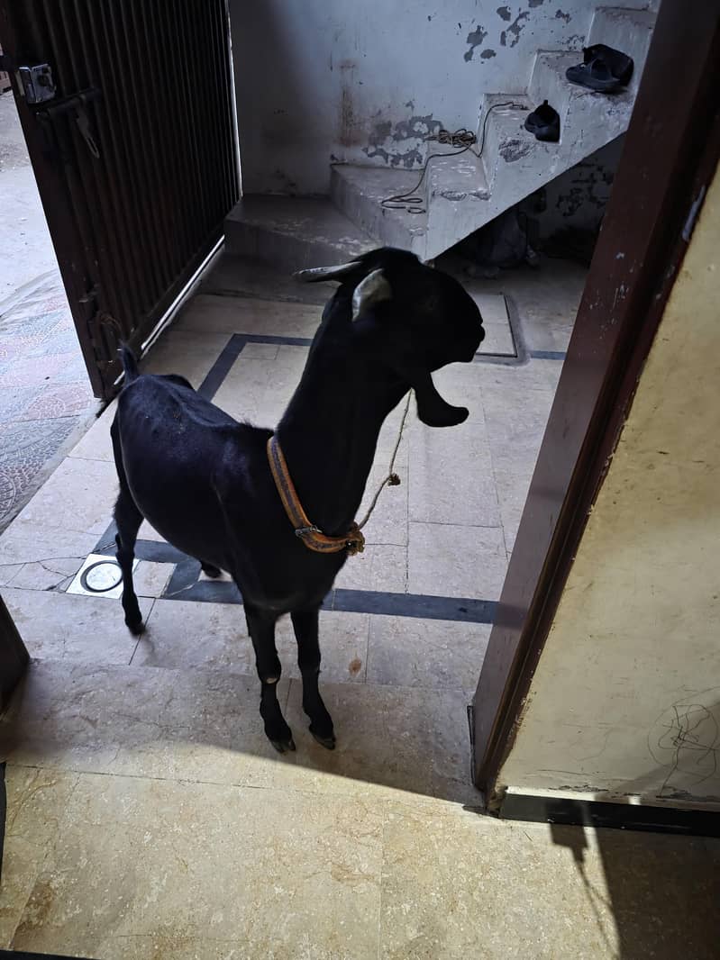 bakri 3