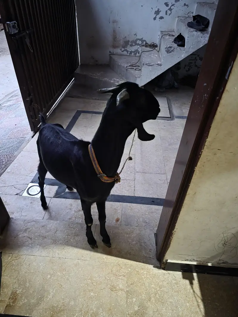 bakri — photo 4
