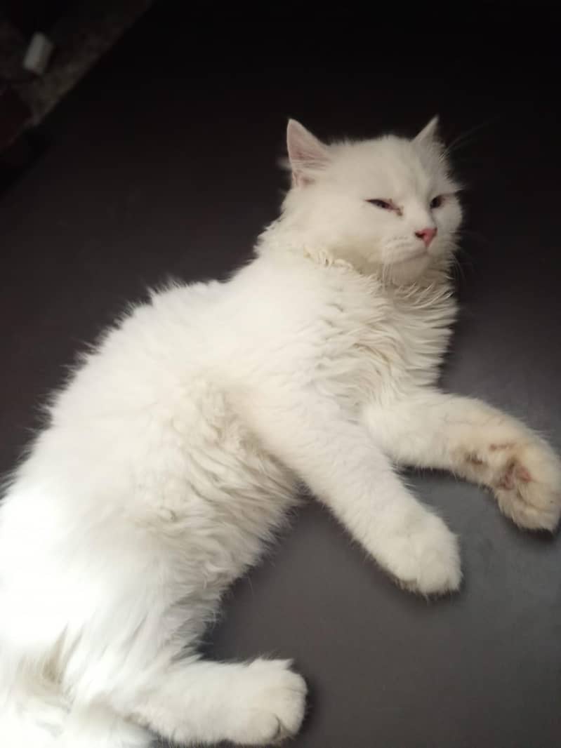 persion kitten 1