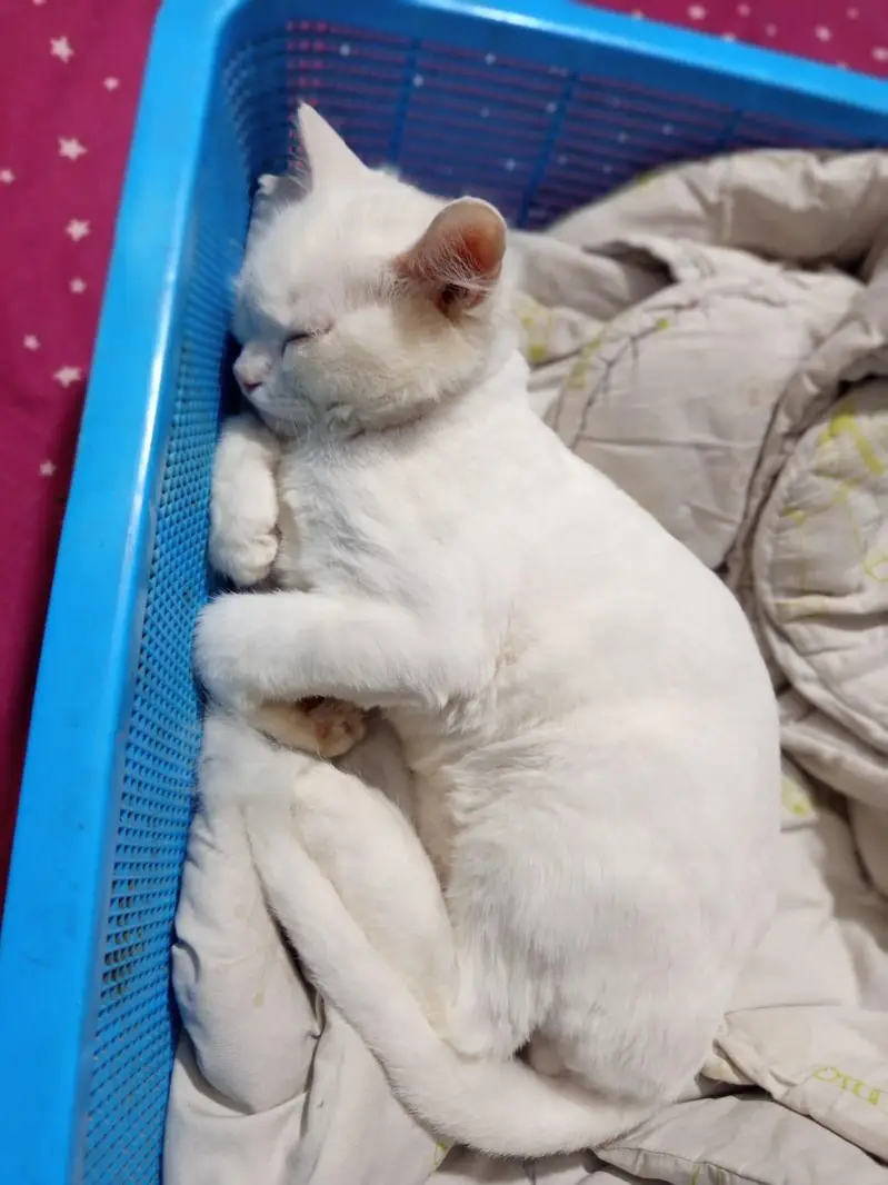 persion kitten — photo 3