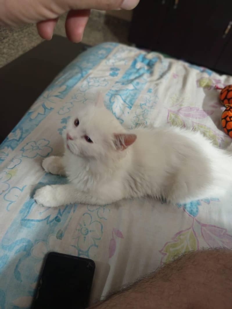 persion kitten 3