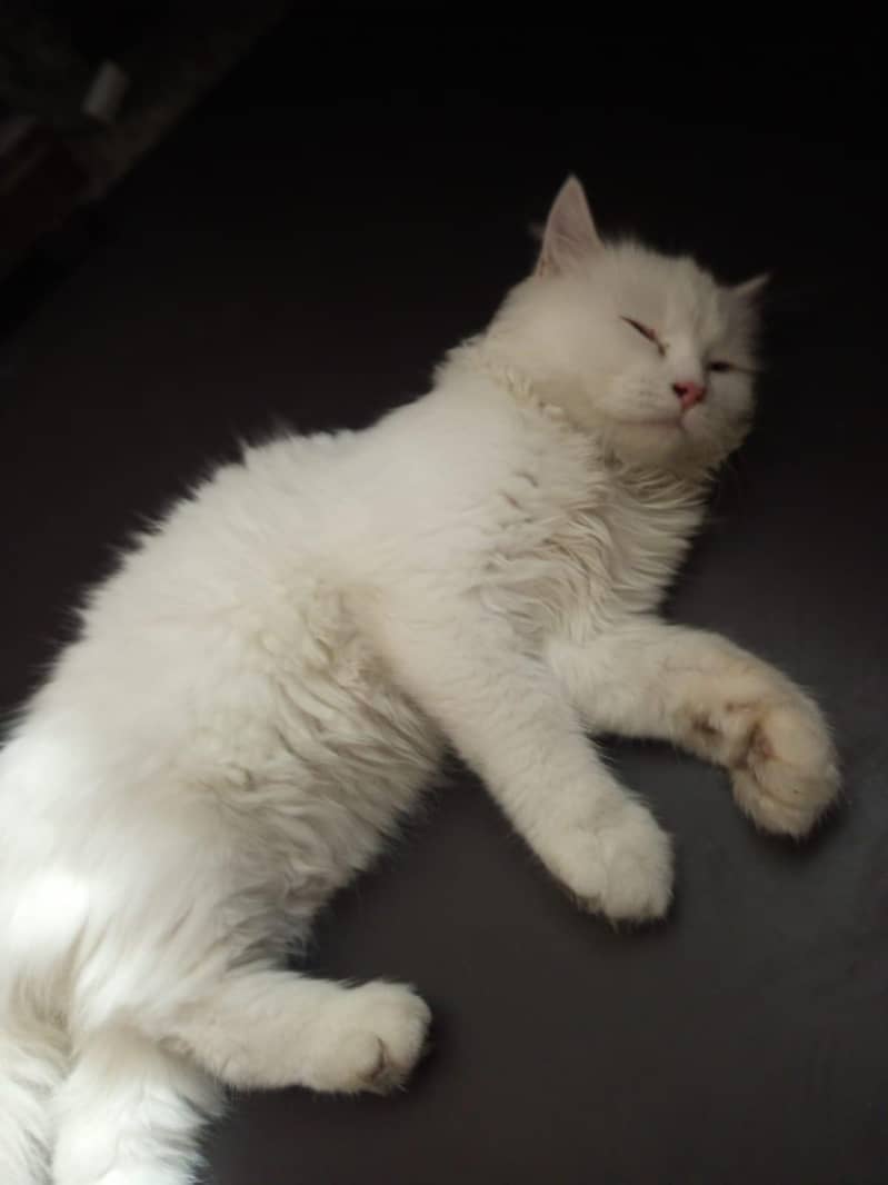 persion kitten 4