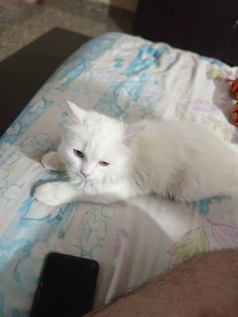 persion kitten 6