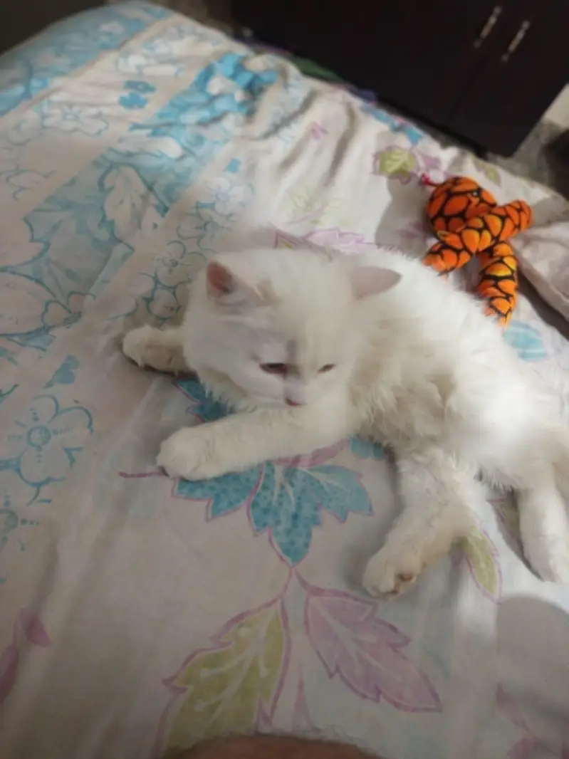 persion kitten — photo 8