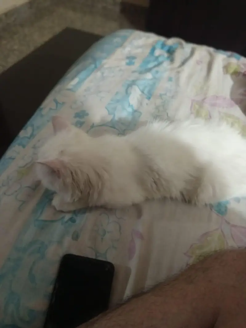 persion kitten — photo 9