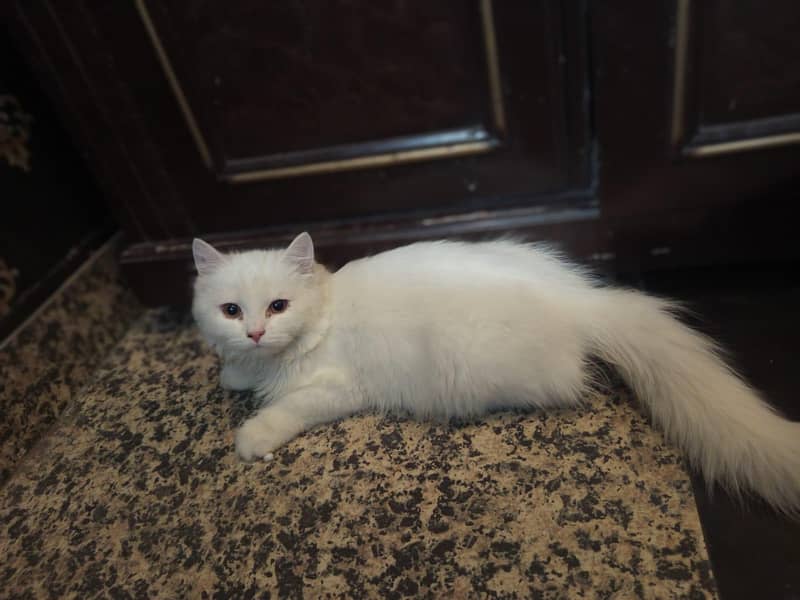 persion kitten 9