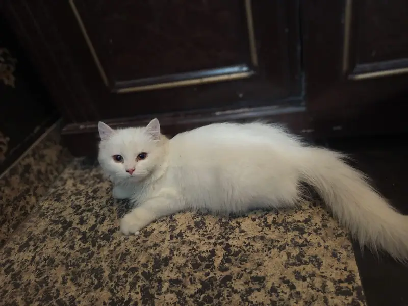 persion kitten — photo 10