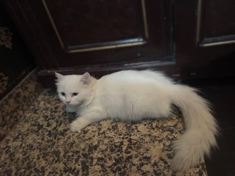 persion kitten 10