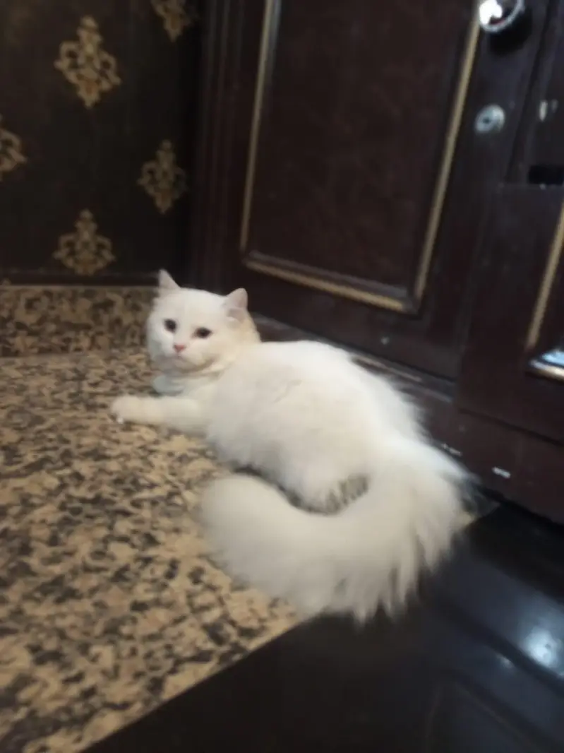 persion kitten — photo 12