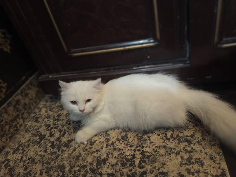 persion kitten 12