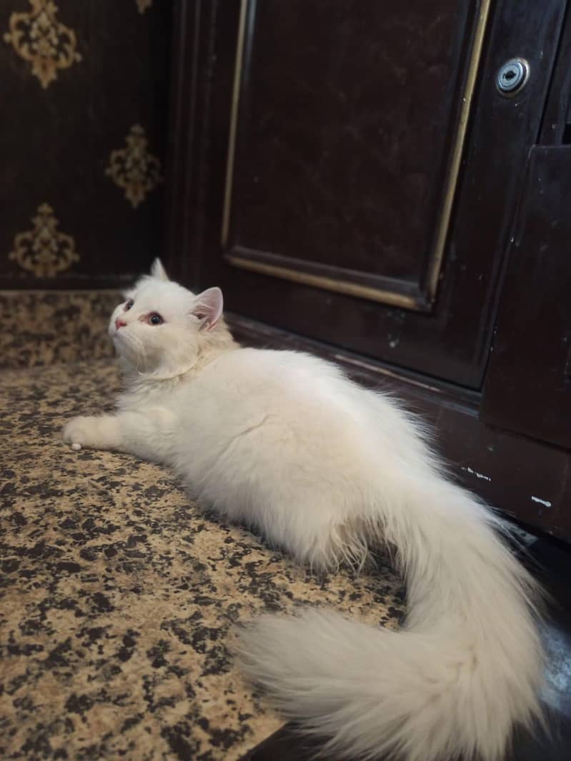 persion kitten 13