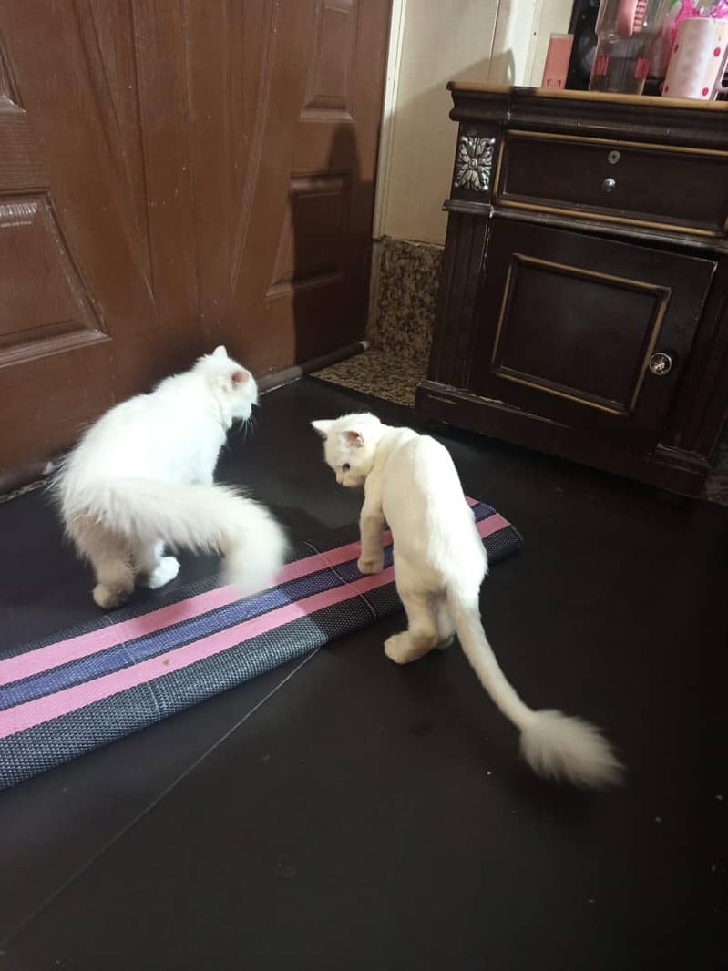 persion kitten 14