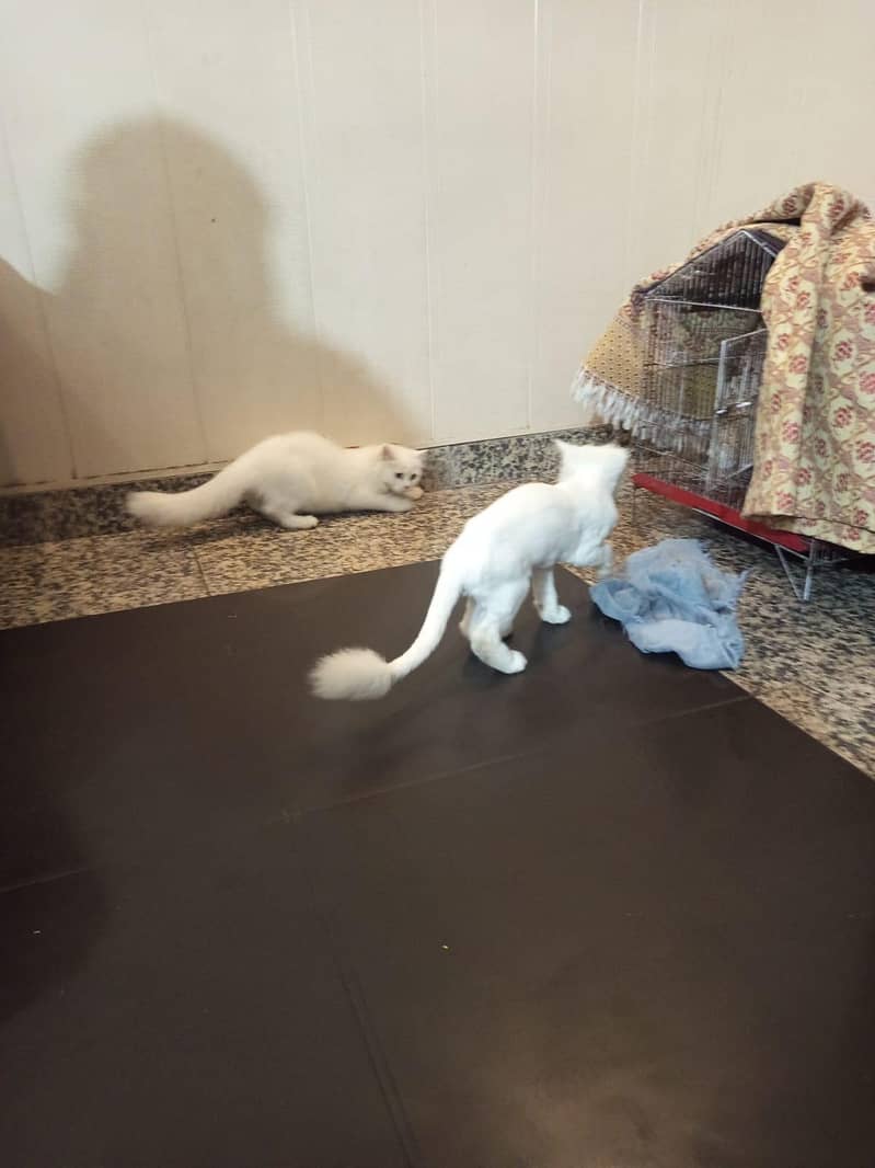 persion kitten 15