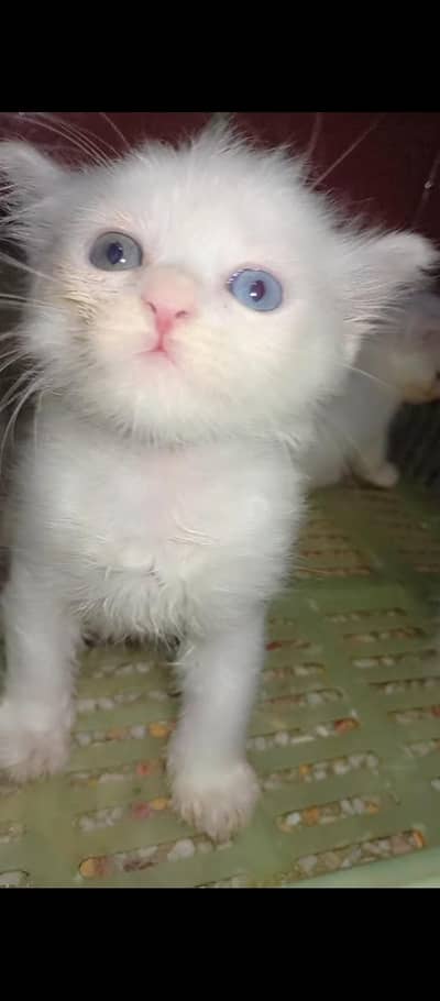 triple coated Persian kittens