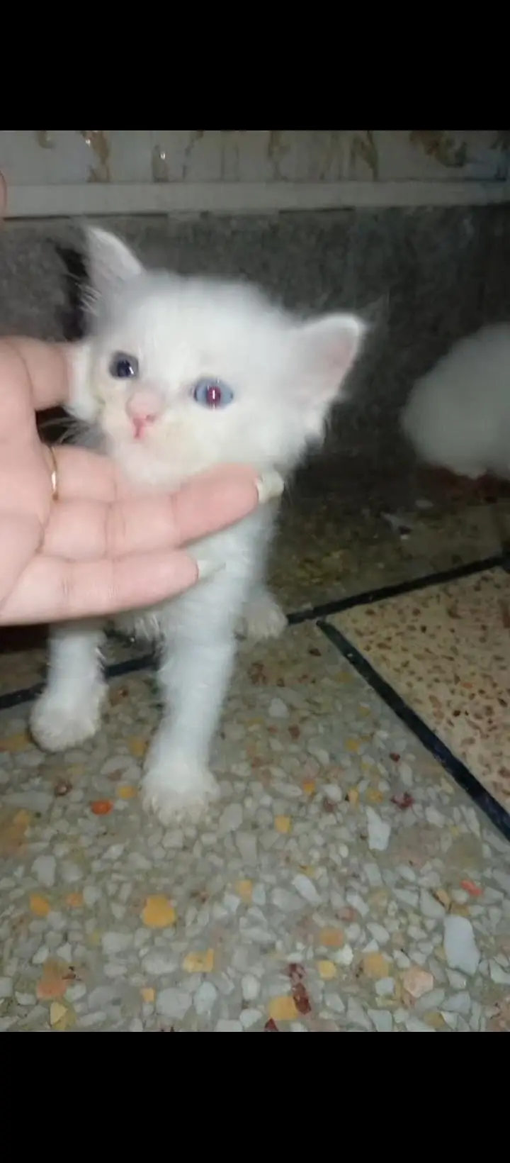 triple coated Persian kittens — photo 2