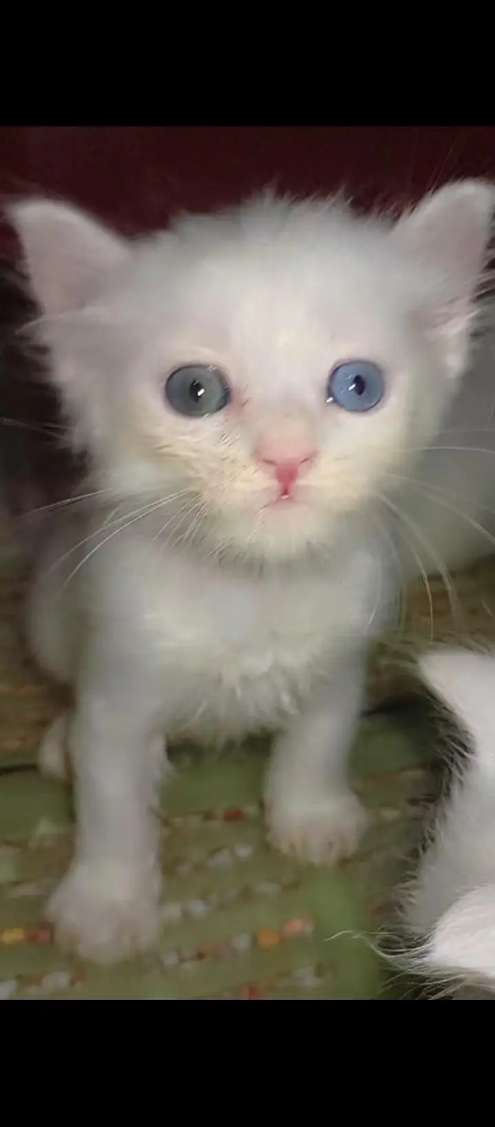 triple coated Persian kittens — photo 4