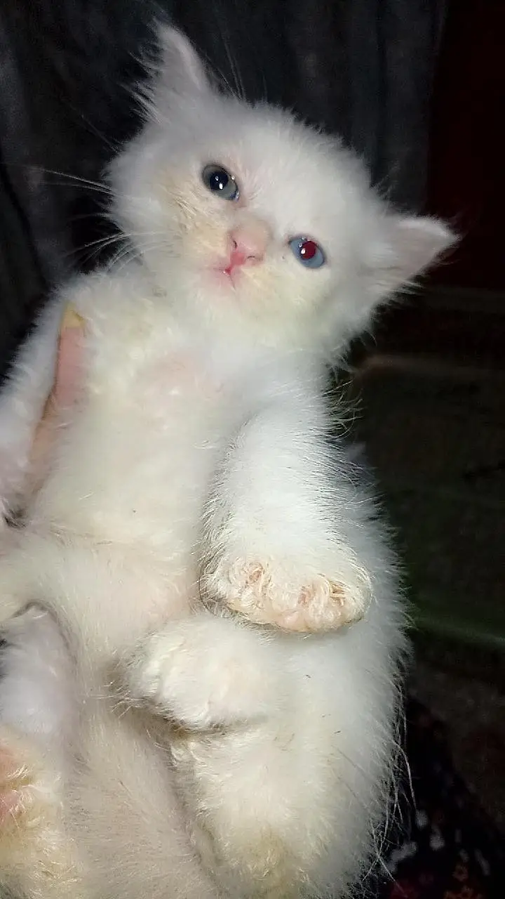 triple coated Persian kittens — photo 5