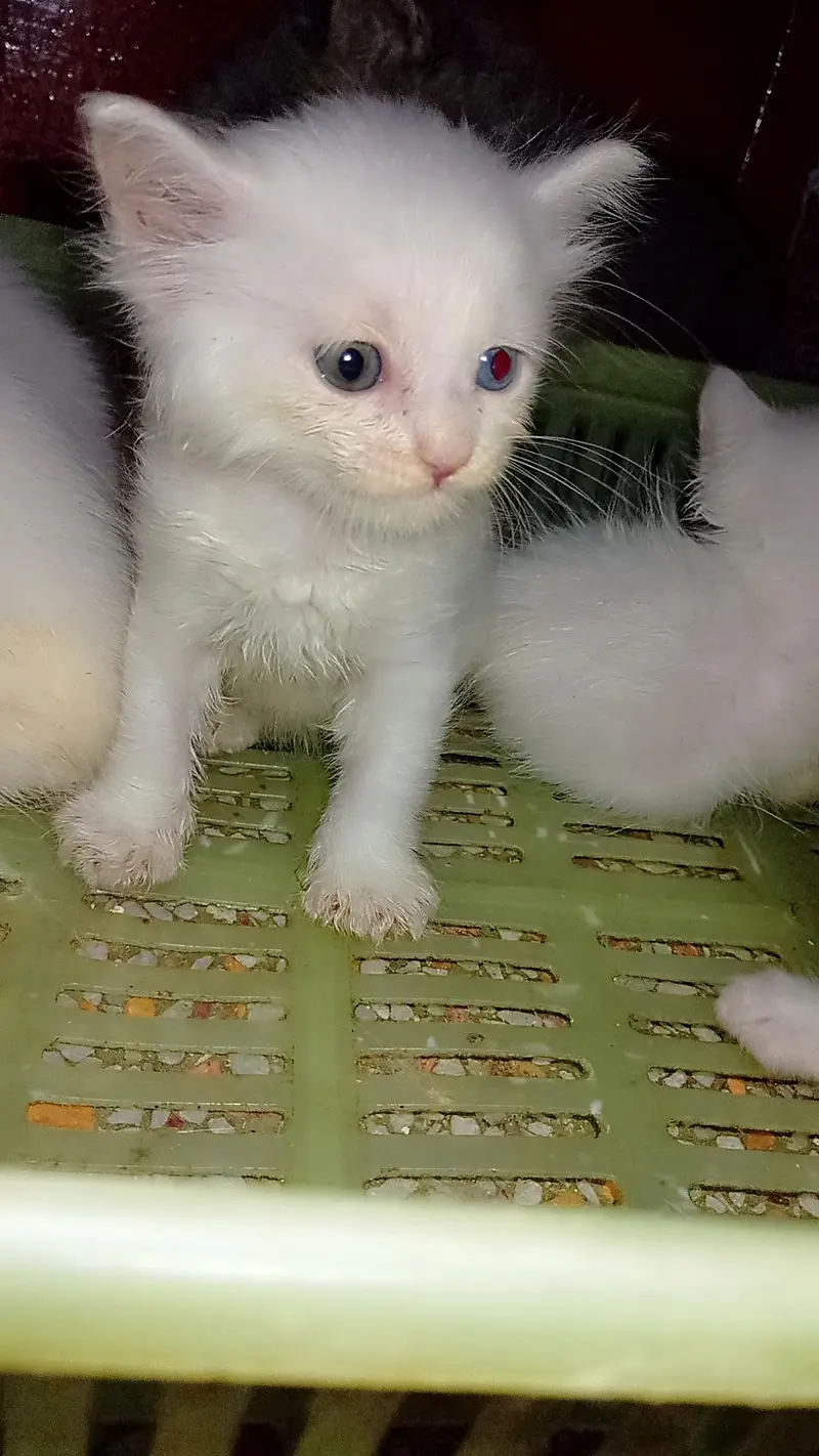 triple coated Persian kittens — photo 6