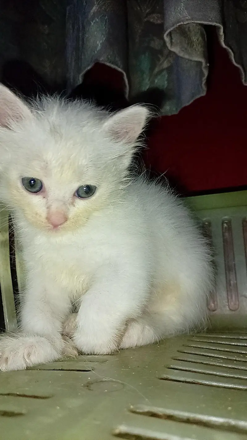 triple coated Persian kittens — photo 7