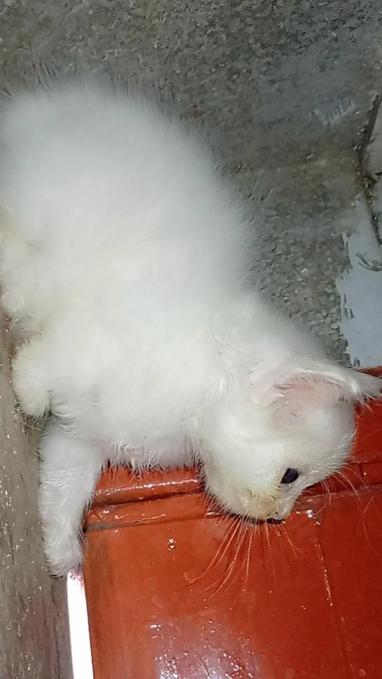 triple coated Persian kittens — photo 8