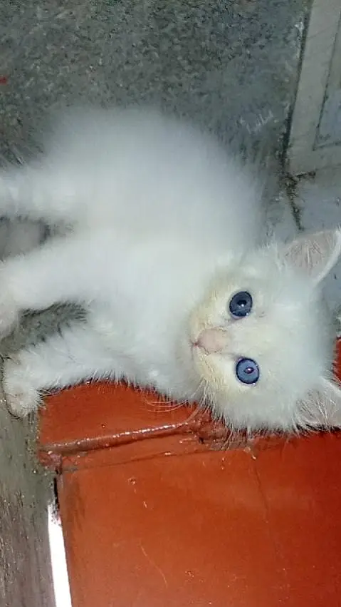 triple coated Persian kittens — photo 9