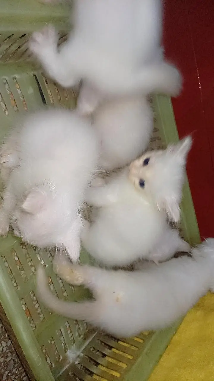 triple coated Persian kittens — photo 10