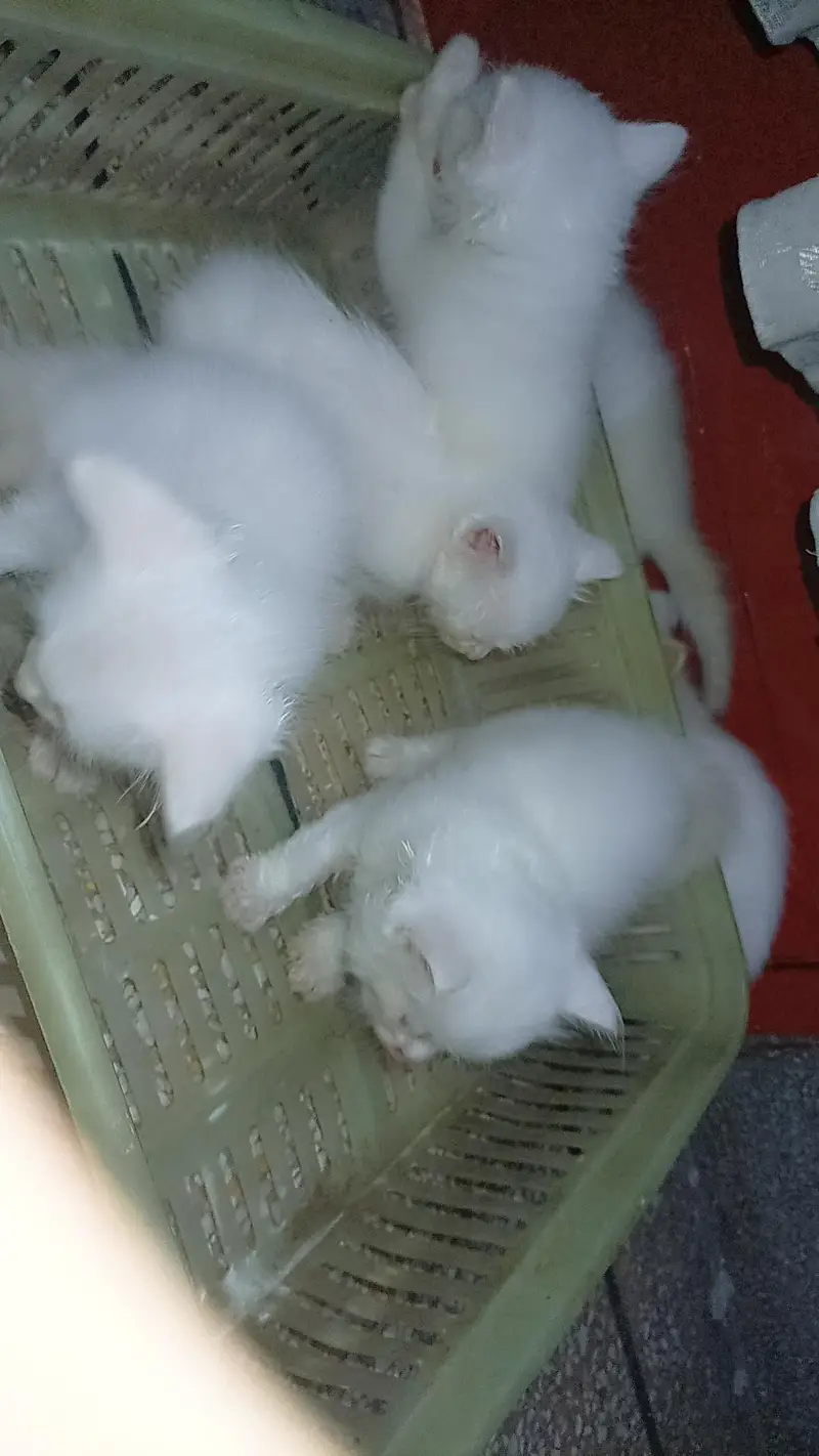 triple coated Persian kittens — photo 11