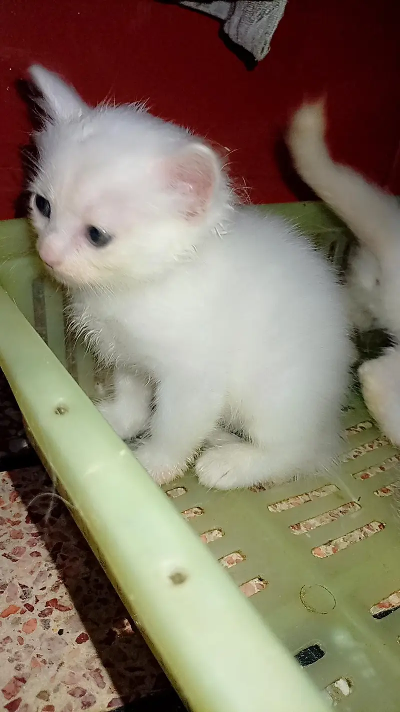 triple coated Persian kittens — photo 12
