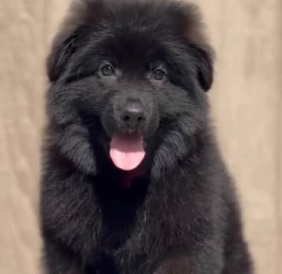 imported pidgree GSDP Black German Shepherd Puppy dubble coat