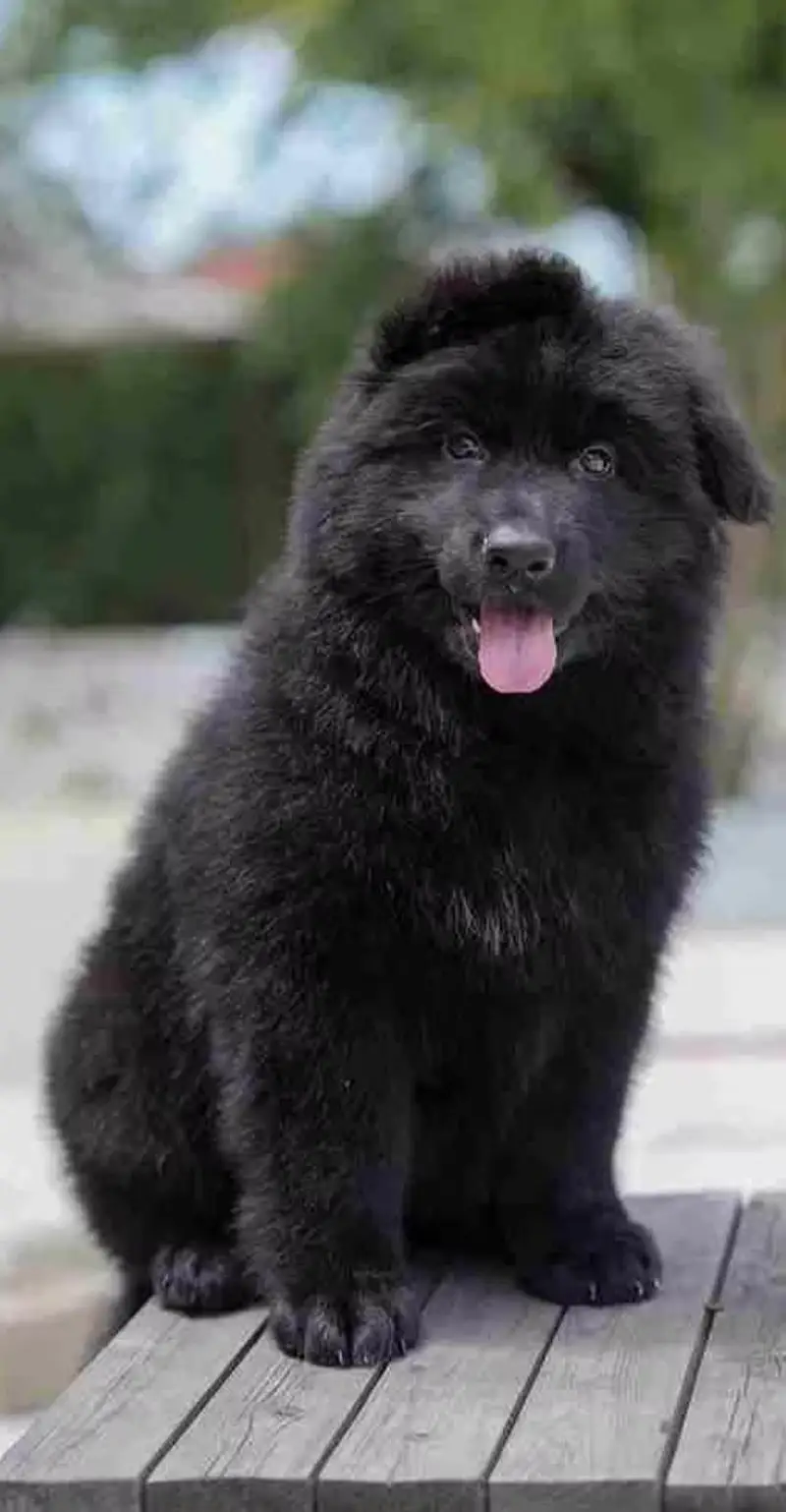 imported pidgree GSDP Black German Shepherd Puppy dubble coat — photo 2