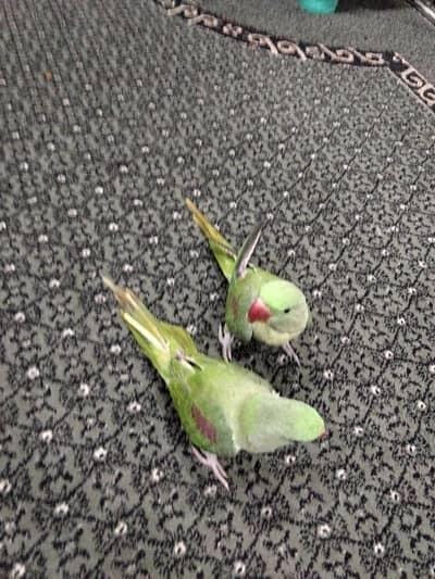Young Alexandrine Parrot