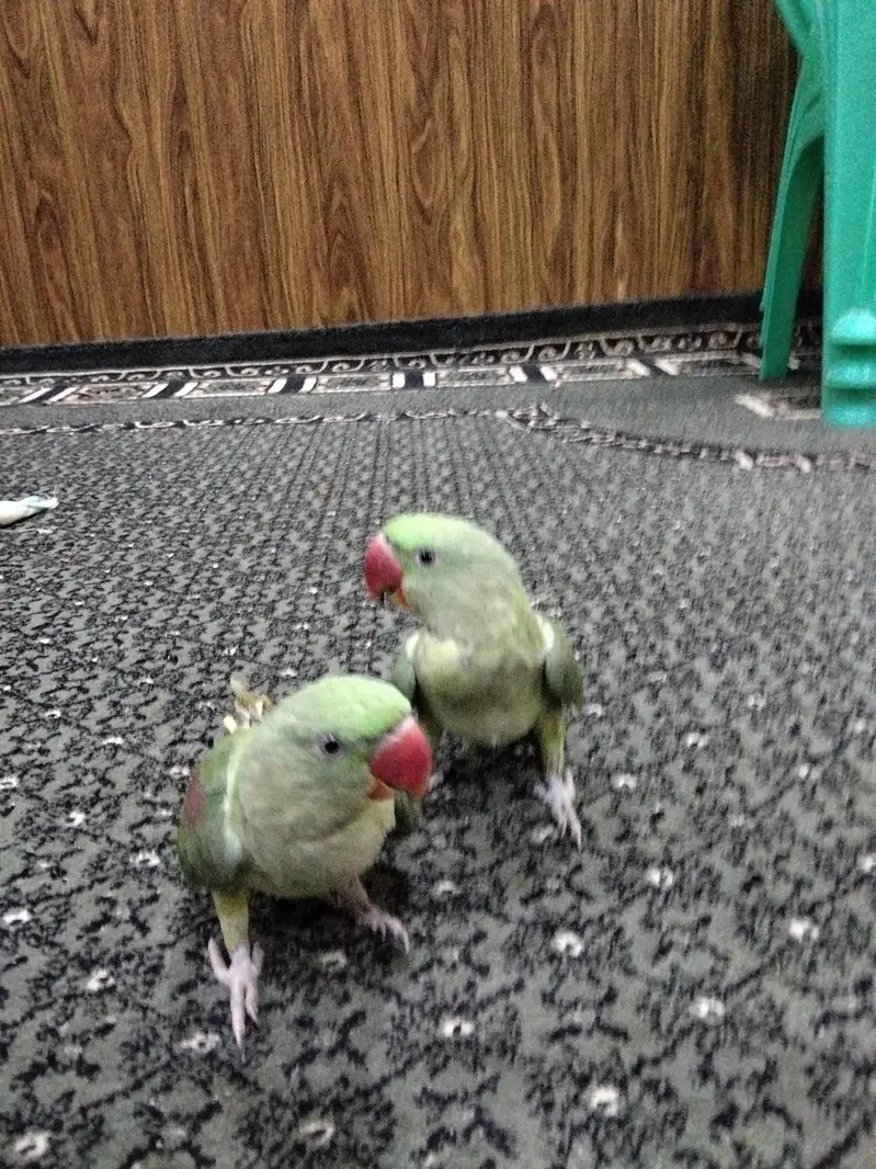 Young Alexandrine Parrot — photo 2