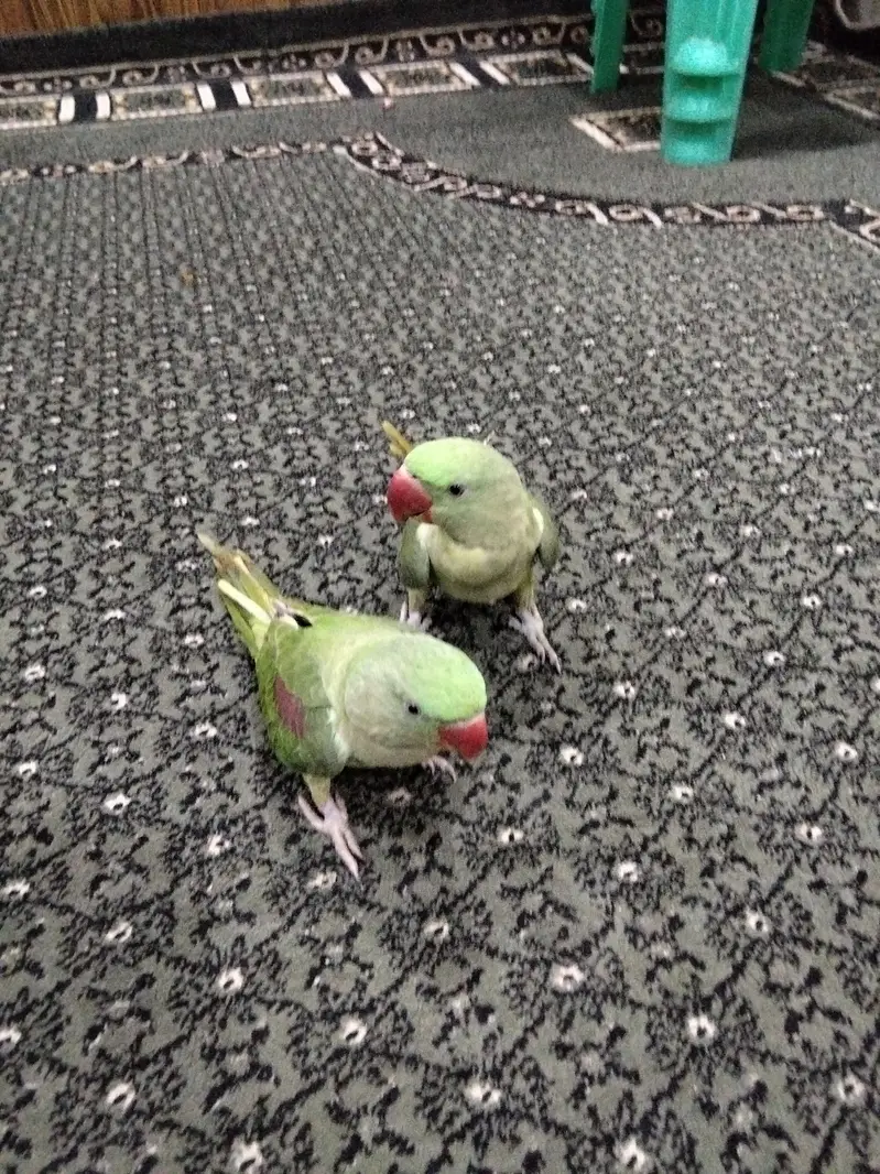 Young Alexandrine Parrot — photo 3