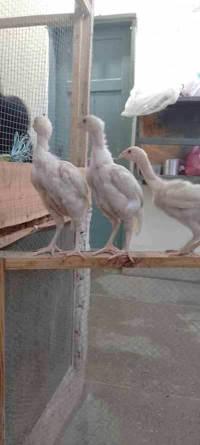 Heera And Mianwali chicks