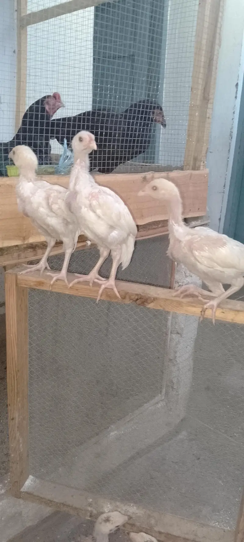 Heera And Mianwali chicks — photo 2