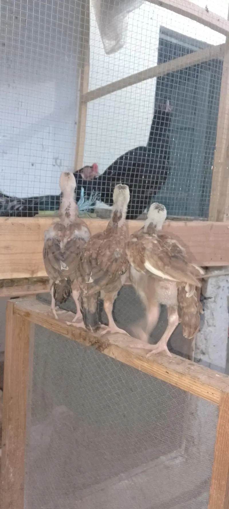 Heera And Mianwali chicks — photo 3