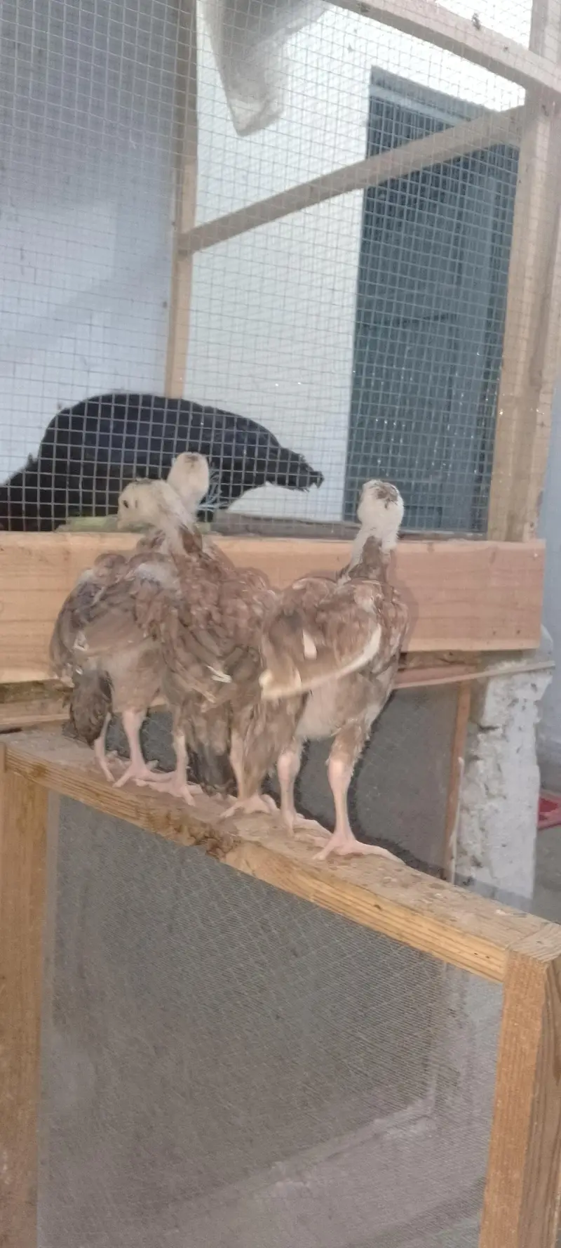 Heera And Mianwali chicks — photo 4