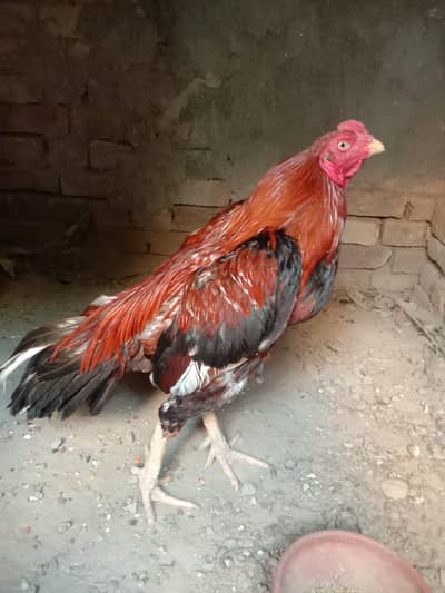 Aseel Mianwali Murga for sale